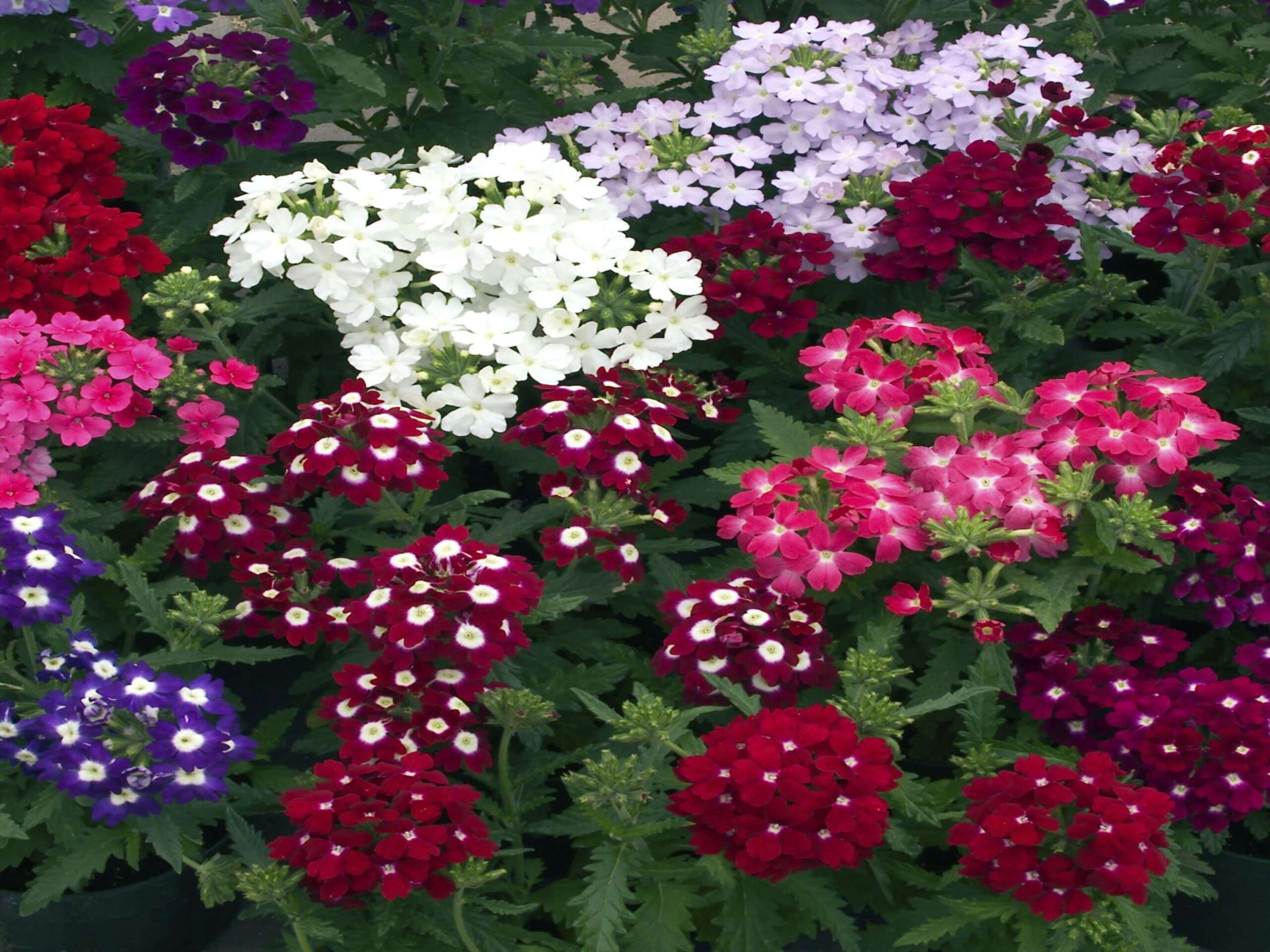 Verbena Majama