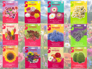 Flower Seeds - بذر ورد in Lebanon